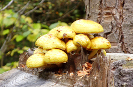 The Coop Cabin Mushrooms