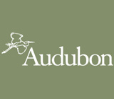 Audubon Birding